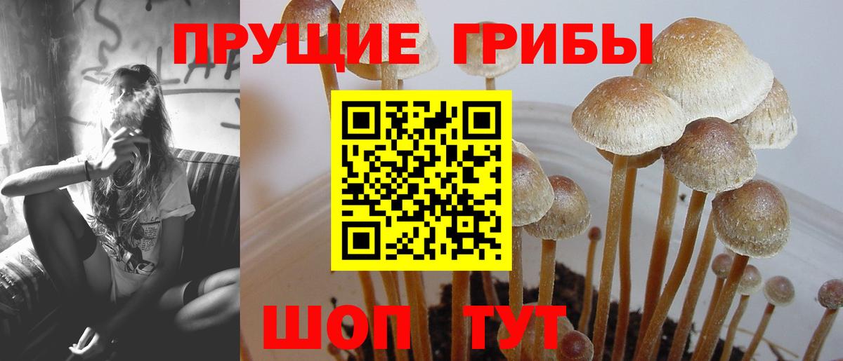 Псилоцибиновые грибы Cubensis Алушта